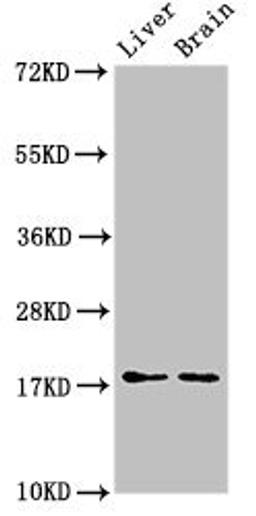 Western Blot. Positive WB detected in: Mouse liver tissue, Mouse brain tissue. All lanes: HSPB6 antibody at 3ug/ml. Secondary. Goat polyclonal to rabbit IgG at 1/50000 dilution. Predicted band size: 18 kDa. Observed band size: 18 kDa. 