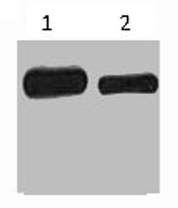 Western blot analysis of His-MBP-C-Myc recombinant protein, diluted at 1) 1:5000  2) 1:10000