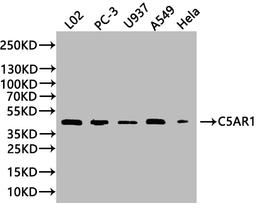 Western Blot. Positive WB detected in: PC-3 whole cell lysate, HepG2 whole cell lysate, HEK293 whole cell lysate. All lanes: C5AR1 antibody at 3µg/ml. Secondary. Goat polyclonal to rabbit IgG at 1/50000 dilution. Predicted band size: 40 kDa. Observed band size: 40 kDa