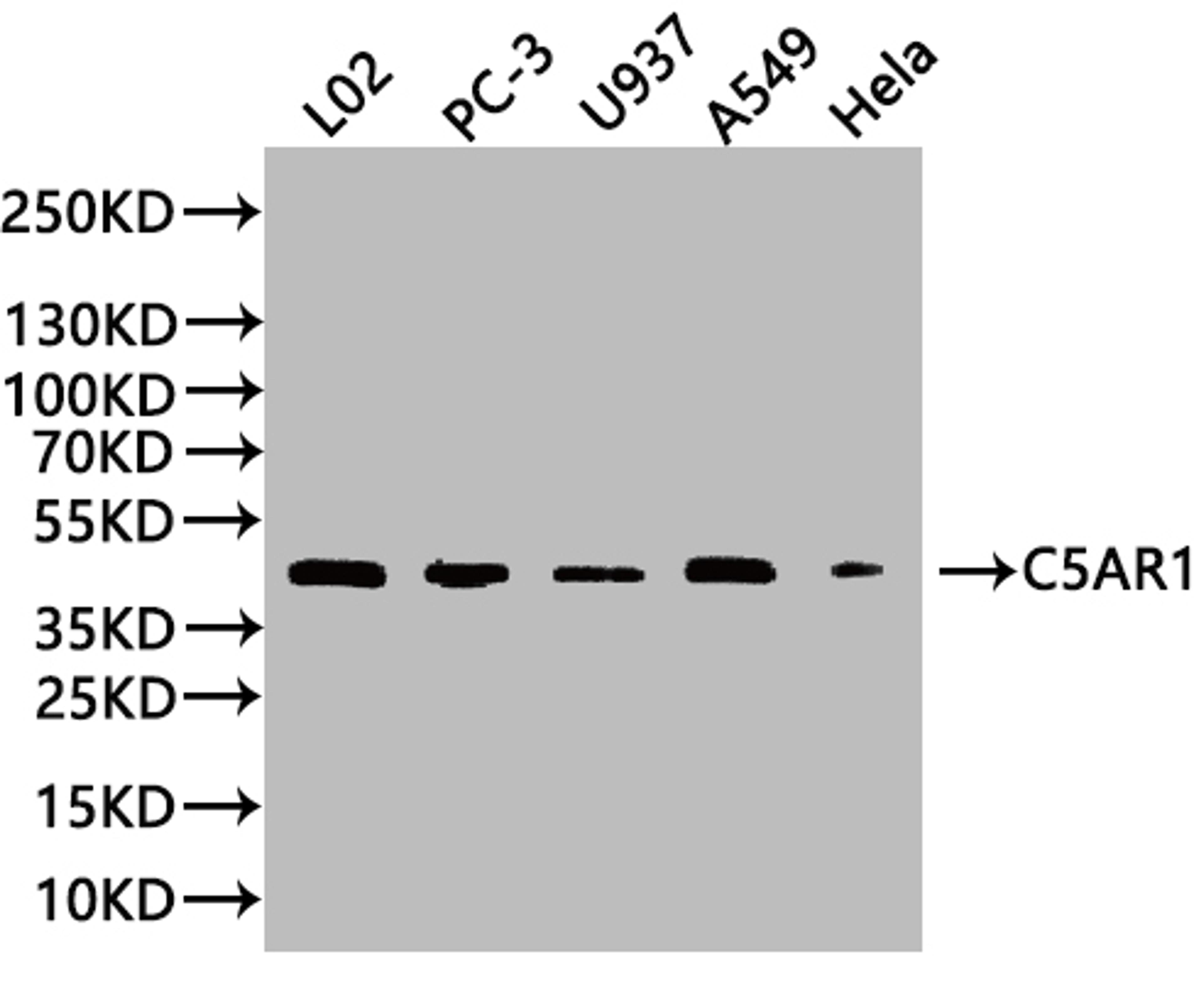 Western Blot. Positive WB detected in: PC-3 whole cell lysate, HepG2 whole cell lysate, HEK293 whole cell lysate. All lanes: C5AR1 antibody at 3µg/ml. Secondary. Goat polyclonal to rabbit IgG at 1/50000 dilution. Predicted band size: 40 kDa. Observed band size: 40 kDa