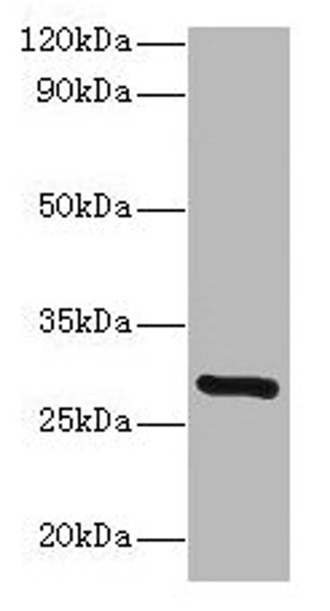 Western blot. All lanes: INMT antibody at 2µg/ml + Mouse lung tissue. Secondary. Goat polyclonal to rabbit lgG at 1/15000 dilution. Predicted band size: 29 kDa. Observed band size: 29 kDa