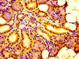 IHC image of CSB-PA815541LA01HU diluted at 1:100 and staining in paraffin-embedded human salivary gland tissue performed on a Leica BondTM system. After dewaxing and hydration, antigen retrieval was mediated by high pressure in a citrate buffer (pH 6.0). Section was blocked with 10% normal goat serum 30min at RT. Then primary antibody (1% BSA) was incubated at 4&deg;C overnight. The primary is detected by a biotinylated secondary antibody and visualized using an HRP conjugated SP system.