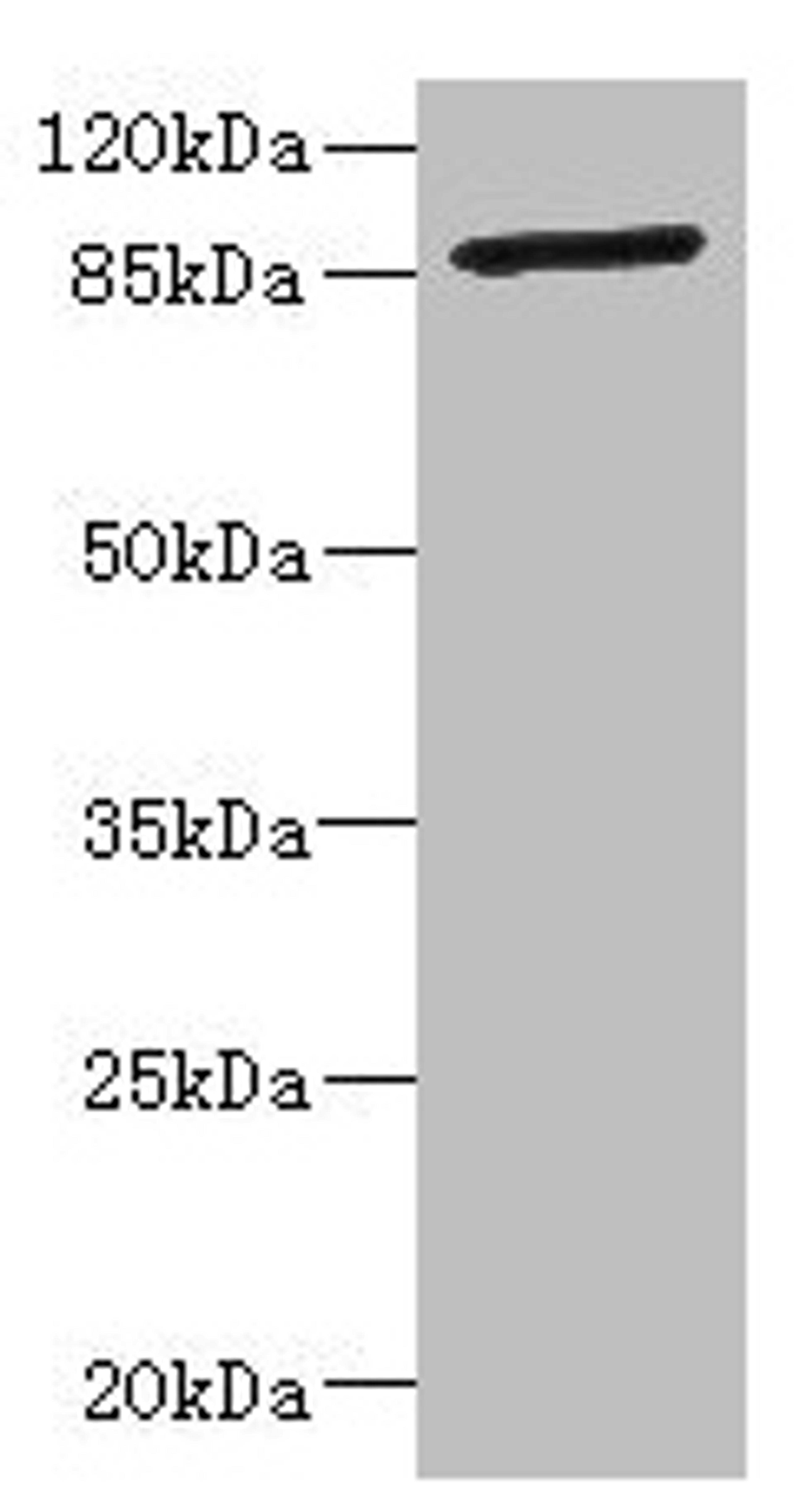 Western blot. All lanes: GFM2 antibody at 3.24µg/ml + Jurkat whole cell lysate. Secondary. Goat polyclonal to rabbit IgG at 1/10000 dilution. Predicted band size: 87, 82, 68, 58 kDa. Observed band size: 87 kDa