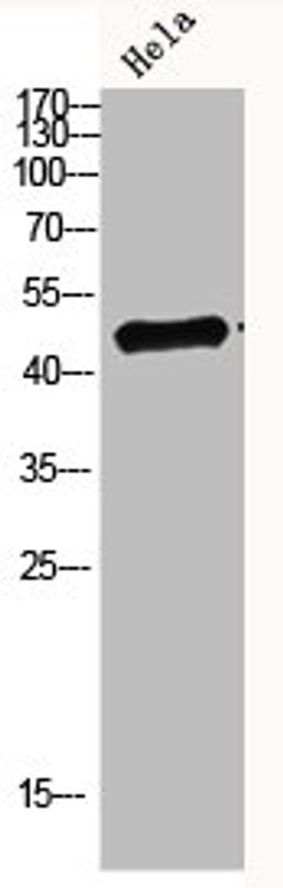Western blot analysis of hela Cell Lysate, antibody was diluted at 1:1000. Secondary antibody  was diluted at 1:20000