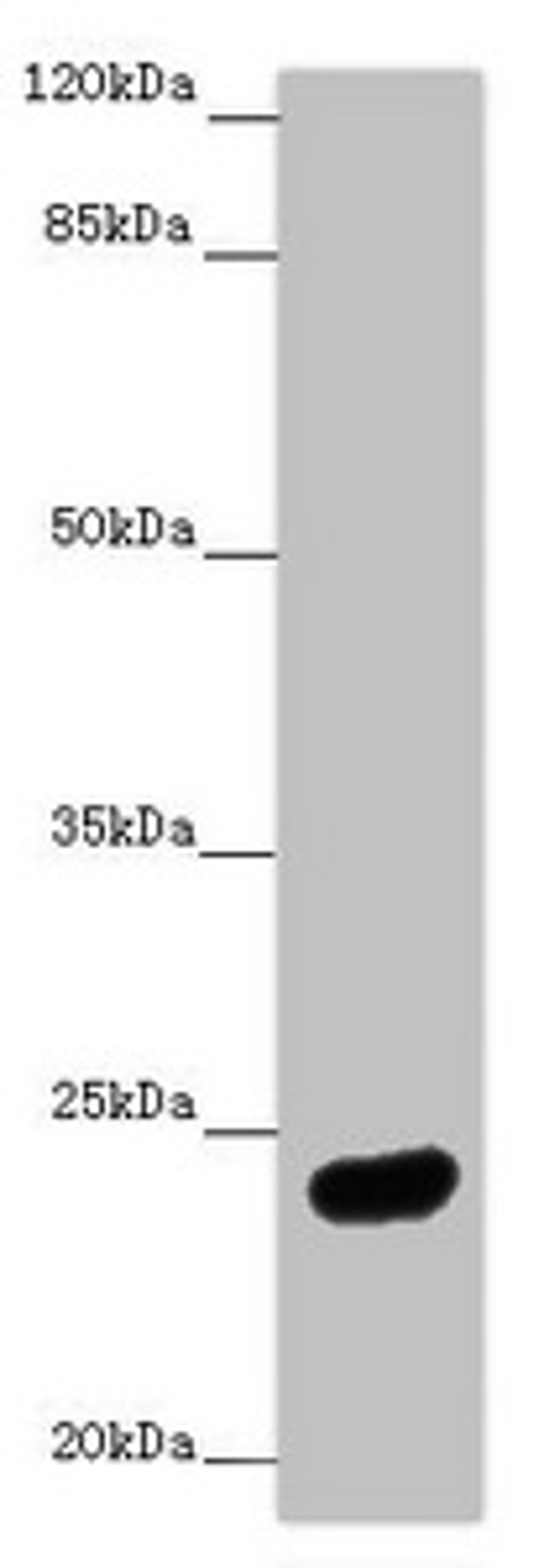 Western blot. All lanes: MRAS antibody at 1:1000 + Mouse brain tissue. Secondary. Goat polyclonal to rabbit IgG at 1/10000 dilution. Predicted band size: 24, 16 kDa. Observed band size: 24 kDa.