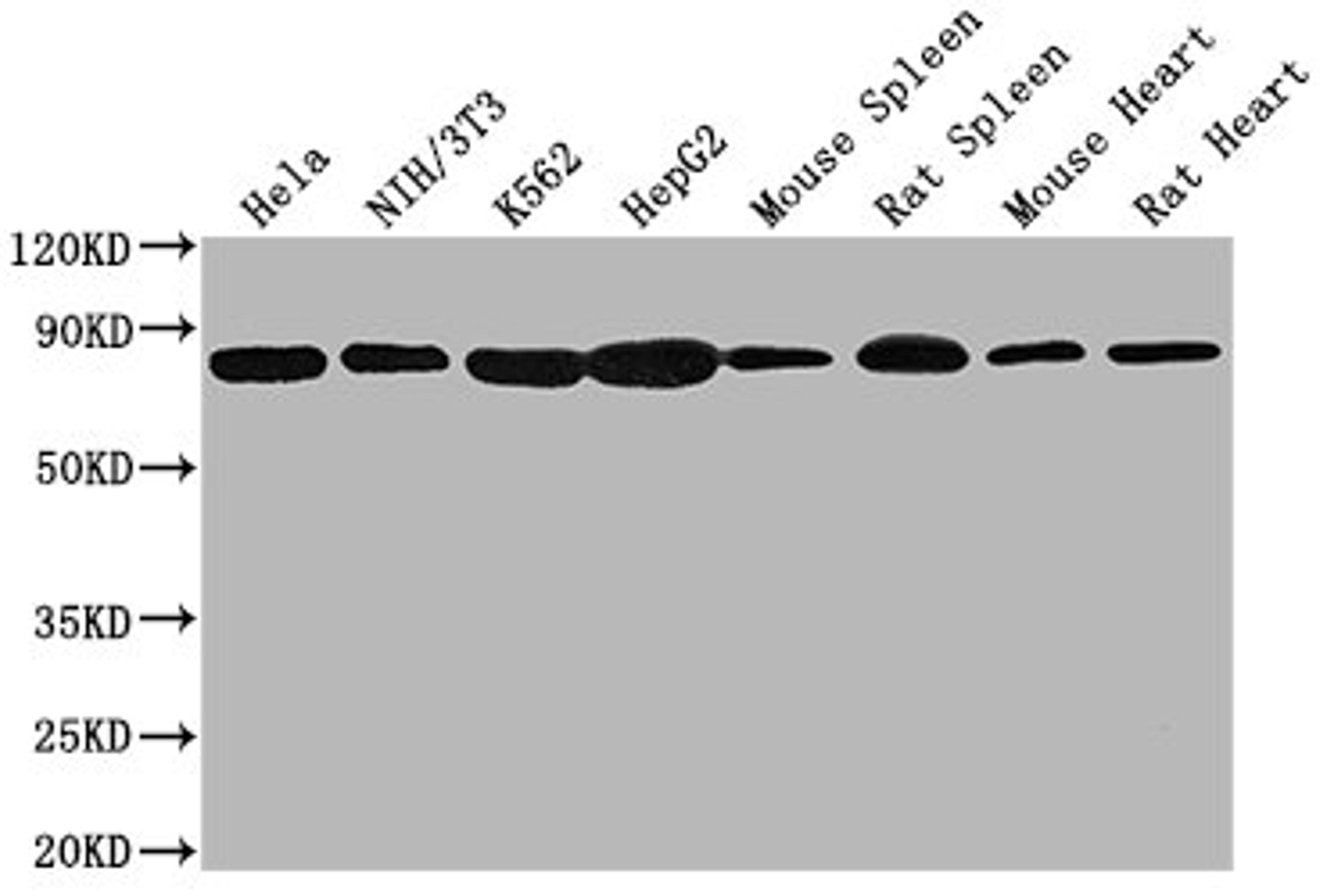 Western Blot. Positive WB detected in: Hela whole cell lysate, NIH/3T3 whole cell lysate, K562 whole cell lysate, HepG2 whole cell lysate, Mouse spleen tissue, Rat spleen tissue, Mouse heart tissue, Rat heart tissue . All lanes HSPA8 antibody at 1:2000. Secondary. Goat polyclonal to mouse IgG at 1/50000 dilution. Predicted band size: 70~75 KDa. Observed band size: 70~75 KDa. Exposure time: 10s