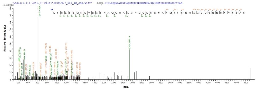 Based on the SEQUEST from database of E.coli host and target protein, the LC-MS/MS Analysis result of CSB-EP006193MO could indicate that this peptide derived from E.coli-expressed Mus musculus (Mouse) Ctsl.