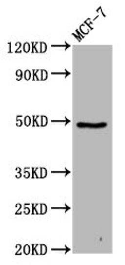 Western Blot. Positive WB detected in: MCF-7 whole cell lysate. All lanes: FAM71D antibody at 4.5µg/ml. Secondary. Goat polyclonal to rabbit IgG at 1/50000 dilution. Predicted band size: 48, 45 kDa. Observed band size: 48 kDa