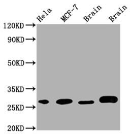 Western Blot. Positive WB detected in: Hela whole cell lysate, MCF-7 whole cell lysate, Mouse Brain whole cell lysate, Rat Brain whole cell lysate. All lanes: GRB2 antibody at 1:1000. Secondary. Goat polyclonal to rabbit IgG at 1/50000 dilution. Predicted band size: 26, 21 kDa. Observed band size: 28 kDa. 
