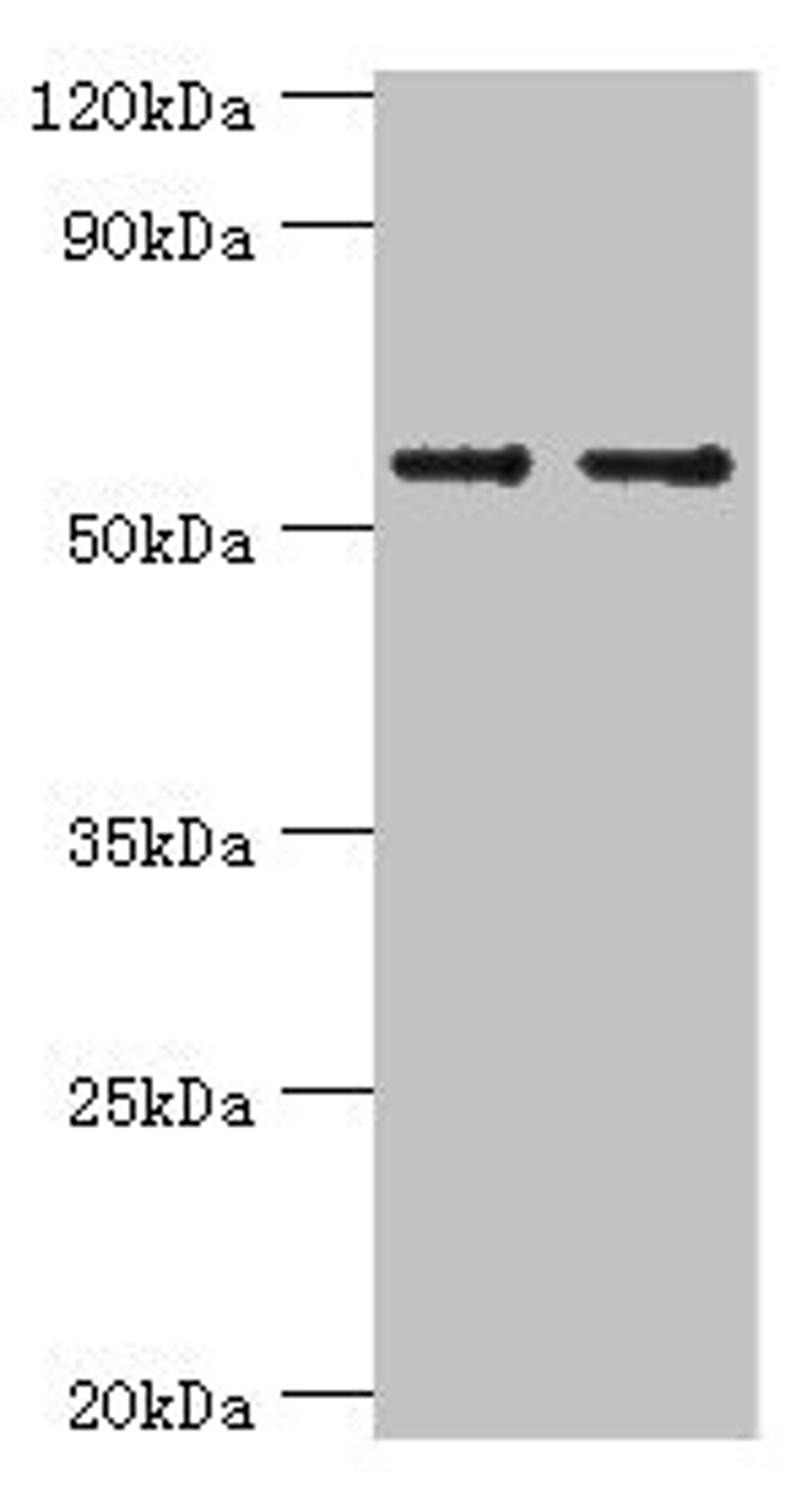 Western blot. All lanes: SLC2A1 antibody at 6µg/ml. Lane 1: NIH/3T3 whole cell lysate. Lane 2: Hela whole cell lysate. Secondary. Goat polyclonal to rabbit IgG&nbsp;at 1/10000 dilution. Predicted band size: 54 kDa. Observed band size: 54 kDa