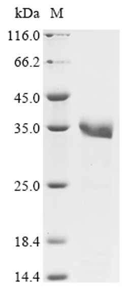 (Tris-Glycine gel) Discontinuous SDS-PAGE (reduced) with 5% enrichment gel and 15% separation gel.