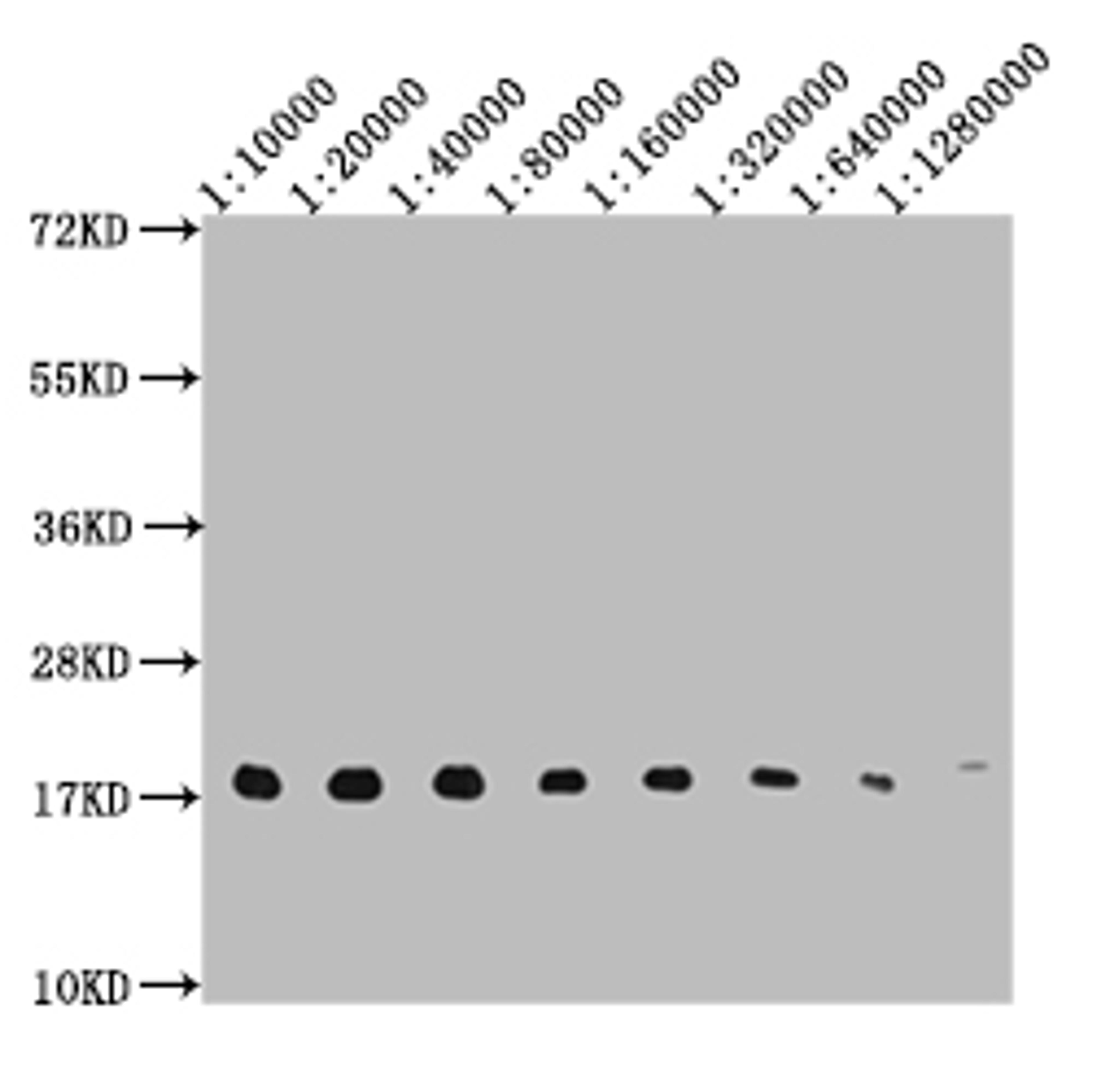 Western Blot.  Positive WB detected in: 10ug Hela whole cell lysate, HistoneH3 antibody at 1:10000, 1:20000, 1:40000, 1:80000, 1:160000, 1:320000, 1:640000, 1:1280000.  Secondary.  Goat polyclonal to mouse IgG at 1/50000 dilution.  Predicted band size: 15-25 KDa.  Observed band size: 15-25 KDa.  Exposure time：5s