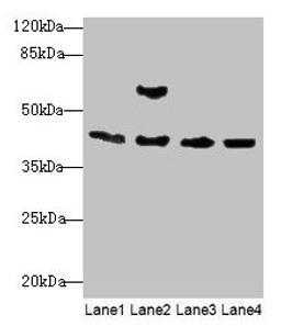 Western blot. All lanes: Acta1 antibody at 2µg/ml. Lane 1: Mouse brain tissue. Lane 2: Mouse lung tissue. Lane 3: Rat muscle tissue. Lane 4: Zebrafish lysate. Secondary. Goat polyclonal to rabbit IgG at 1/10000 dilution. Predicted band size: 43 kDa. Observed band size: 43 kDa