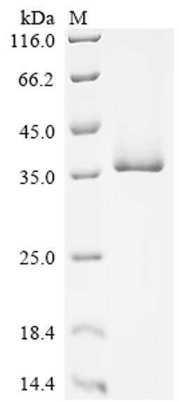 (Tris-Glycine gel) Discontinuous SDS-PAGE (reduced) with 5% enrichment gel and 15% separation gel.