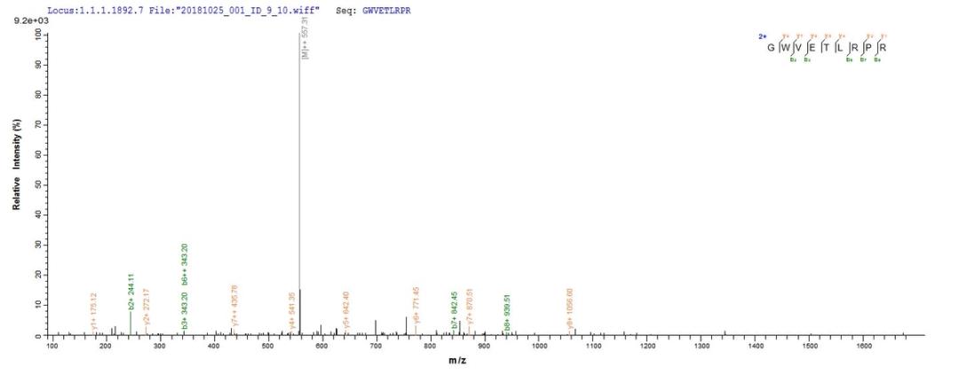 Based on the SEQUEST from database of E.coli host and target protein, the LC-MS/MS Analysis result of CSB-EP026136HU could indicate that this peptide derived from E.coli-expressed Homo sapiens (Human) WNT3A.