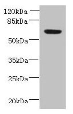 Western blot. All lanes: NXPE1 antibody at 4µg/ml + Human high value serum. Secondary. Goat polyclonal to rabbit IgG at 1/10000 dilution. Predicted band size: 64, 47 kDa. Observed band size: 64 kDa