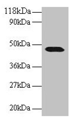 Western blot. All lanes: CNPY2 antibody at 2µg/ml + 293T whole cell lysate. Secondary. Goat polyclonal to rabbit IgG at 1/15000 dilution. Predicted band size: 21, 10 kDa. Observed band size: 47 kDa