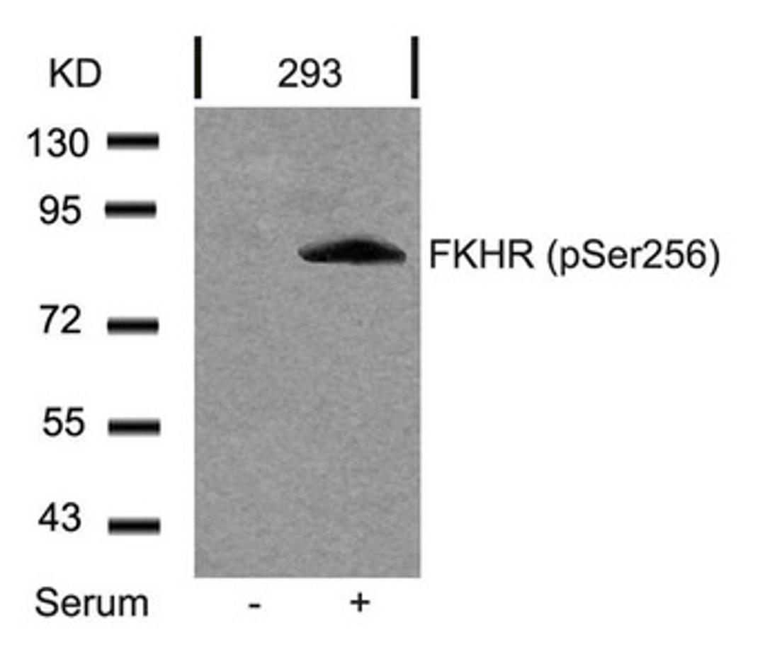 Western blot analysis of extracts from 293 cells untreated or treated with serum using FKHR(Phospho-Ser256) Antibody.
