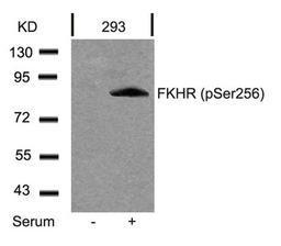 Western blot analysis of extracts from 293 cells untreated or treated with serum using FKHR(Phospho-Ser256) Antibody.