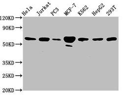 Western Blot. Positive WB detected in: Hela whole cell lysate, Jurkat whole cell lysate, PC-3 whole cell lysate, MCF-7 whole cell lysate, K562 whole cell lysate, HepG2 whole cell lysate, 293T whole cell lysate. All lanes: FKBP4 antibody at 3.3µg/ml. Secondary. Goat polyclonal to rabbit IgG at 1/50000 dilution. Predicted band size: 52 kDa. Observed band size: 59 kDa