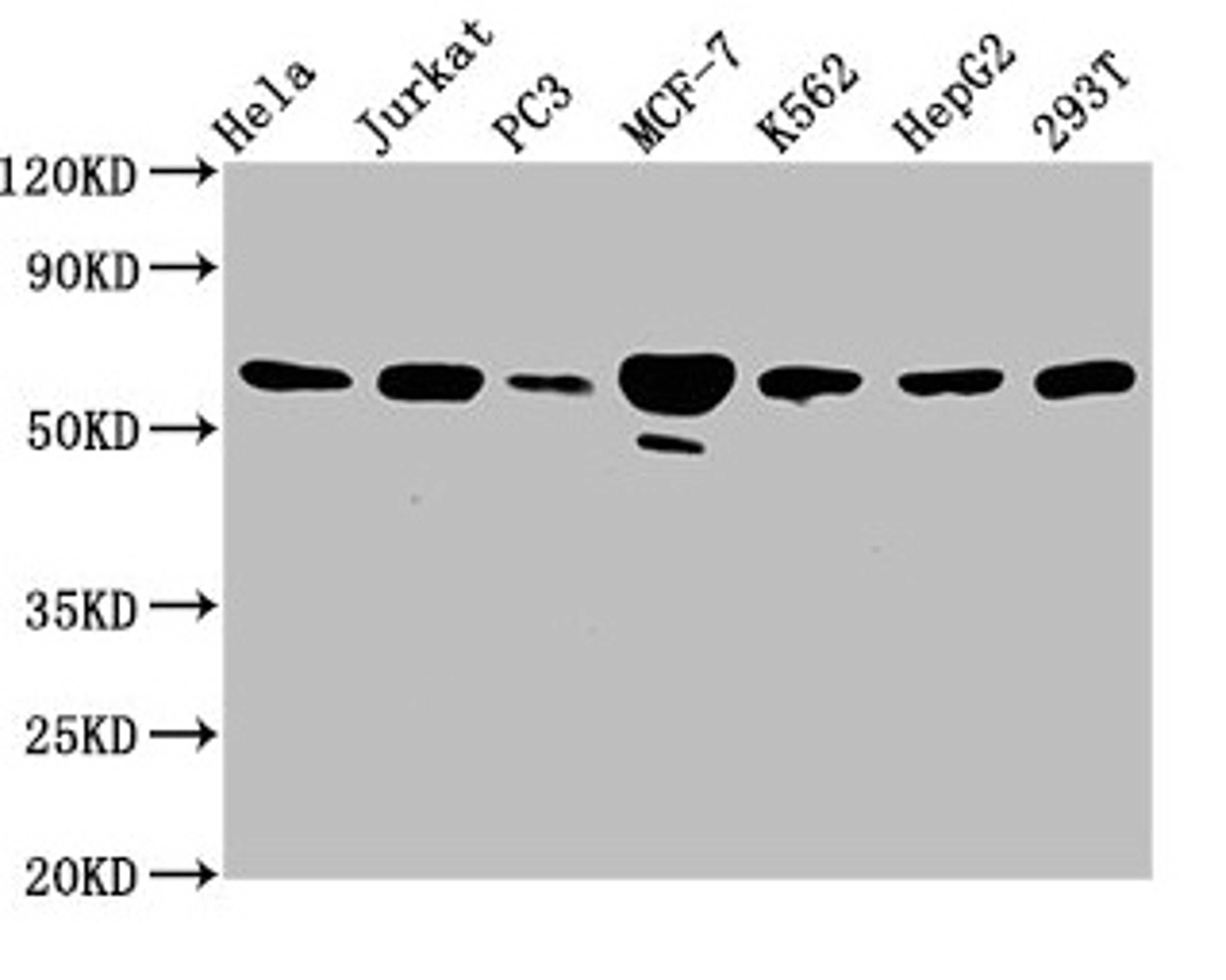 Western Blot. Positive WB detected in: Hela whole cell lysate, Jurkat whole cell lysate, PC-3 whole cell lysate, MCF-7 whole cell lysate, K562 whole cell lysate, HepG2 whole cell lysate, 293T whole cell lysate. All lanes: FKBP4 antibody at 3.3µg/ml. Secondary. Goat polyclonal to rabbit IgG at 1/50000 dilution. Predicted band size: 52 kDa. Observed band size: 59 kDa