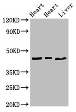 Western Blot. Positive WB detected in: Rat heart tissue, Mouse heart tissue, Mouse liver tissue. All lanes: ECI2 antibody at 2.7ug/ml. Secondary. Goat polyclonal to rabbit IgG at 1/50000 dilution. Predicted band size: 44, 40 kDa. Observed band size: 44 kDa. 
