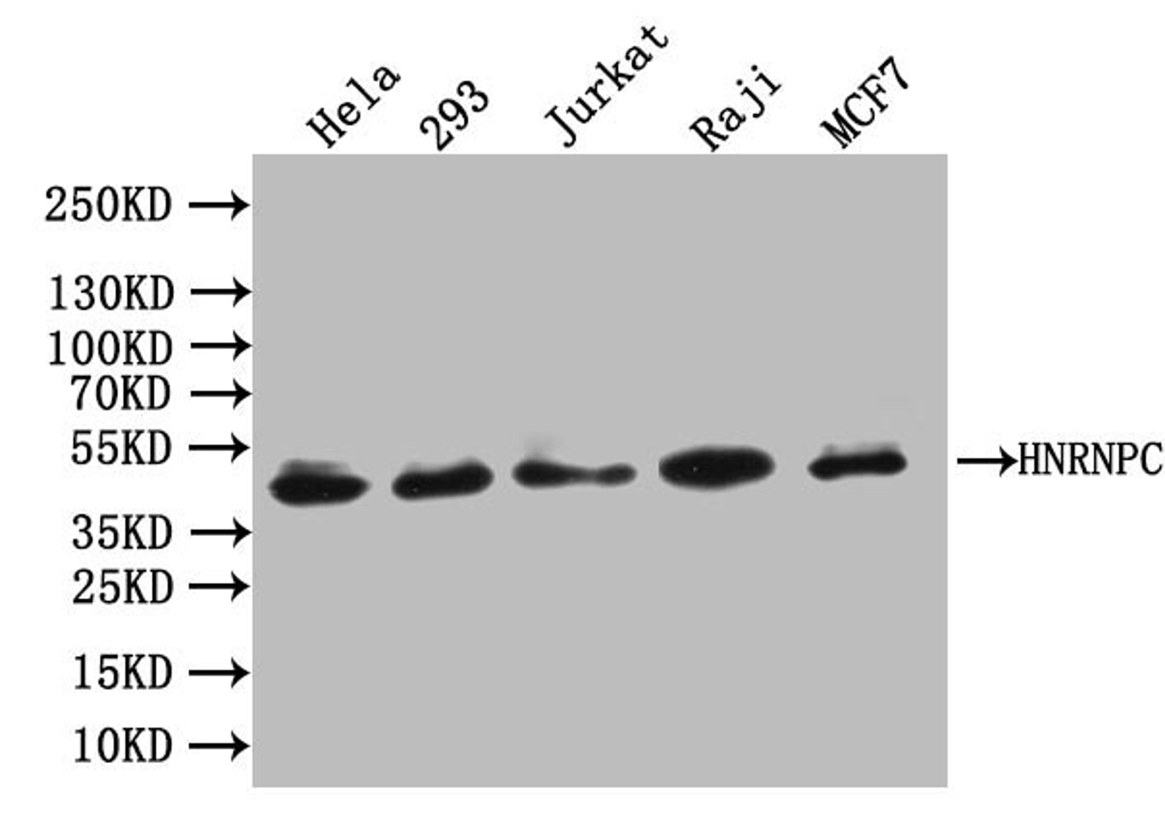 Western Blot. Positive WB detected in: Hela whole cell lysate, K562 whole cell lysate, 293T whole cell lysate, MCF-7 whole cell lysate, Raji whole cell lysate, Jurkat whole cell lysate, HepG2 whole cell lysate. All lanes: hnRNP C1 + C2 antibody at 0.66μg/ml. Secondary. Goat polyclonal to rabbit IgG at 1/50000 dilution. Predicted band size: 34, 33, 26, 28 KDa. Observed band size: 42 KDa. 