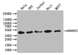 Western Blot. Positive WB detected in: Hela whole cell lysate, K562 whole cell lysate, 293T whole cell lysate, MCF-7 whole cell lysate, Raji whole cell lysate, Jurkat whole cell lysate, HepG2 whole cell lysate. All lanes: hnRNP C1 + C2 antibody at 0.66μg/ml. Secondary. Goat polyclonal to rabbit IgG at 1/50000 dilution. Predicted band size: 34, 33, 26, 28 KDa. Observed band size: 42 KDa.