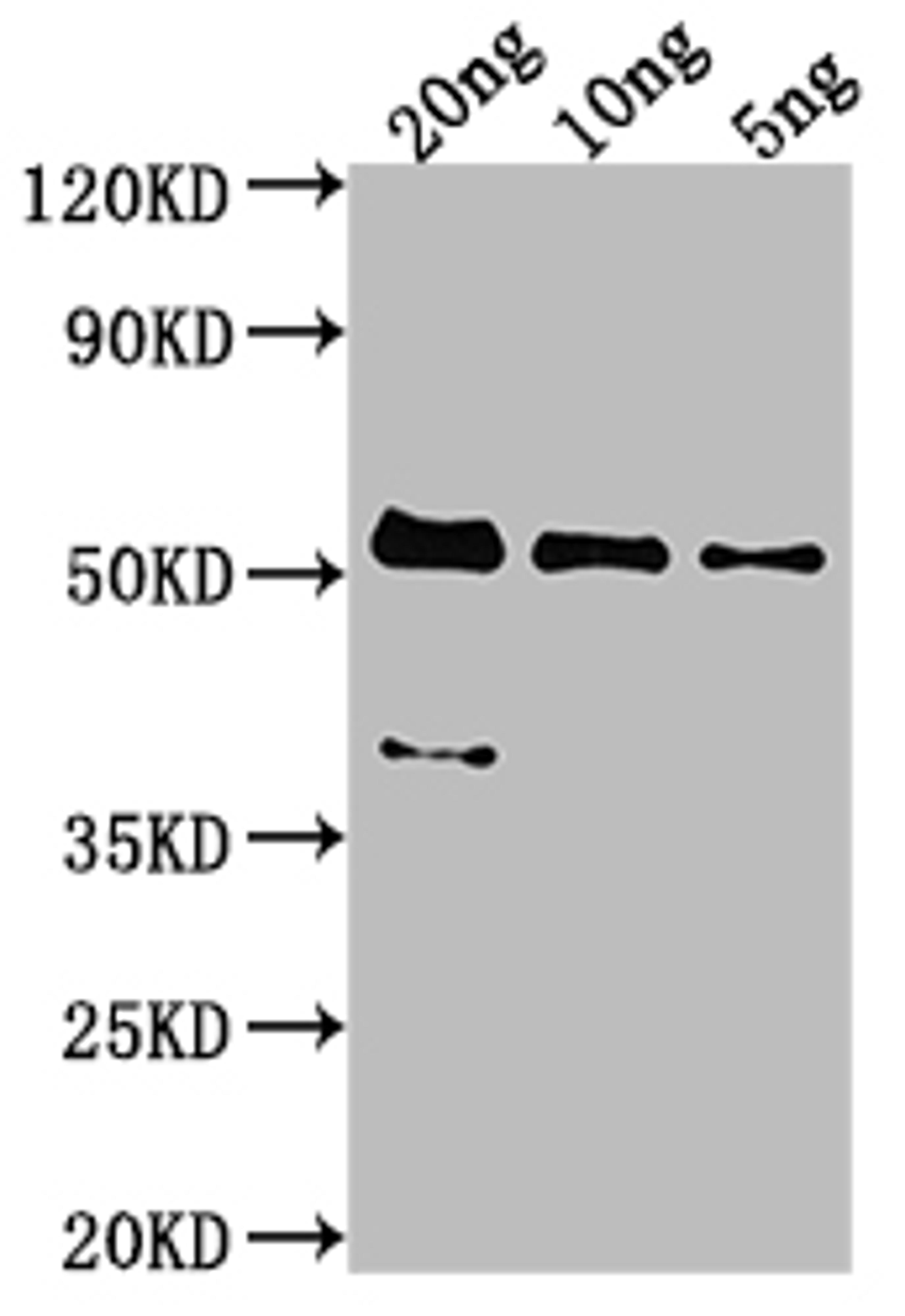 Western Blot. Positive WB detected in Recombinant protein. All lanes: MCP antibody at 1:2000. Secondary. Goat polyclonal to rabbit IgG at 1/50000 dilution. Predicted band size: 47.8 kDa. Observed band size: 53 kDa. 