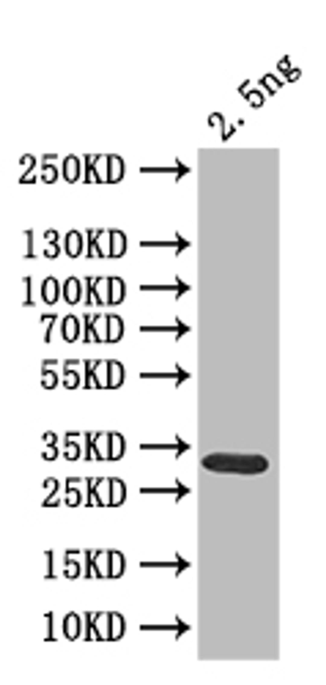 Western Blot. Positive WB detected in: recombinant protein. All lanes: clr6 Antibody at 1:1000. Secondary. Goat polyclonal to rabbit IgG at 1/50000 dilution. Predicted band size: 33 kDa. Observed band size: 33 kDa. 