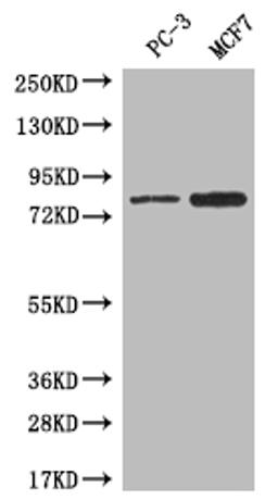 Western blot. All lanes: LRRN3 antibody at 0.5ug/ml + Mouse liver tissue. Secondary. Goat polyclonal to rabbit IgG at 1/10000 dilution. Predicted band size: 79 kDa. Observed band size: 79 kDa. 