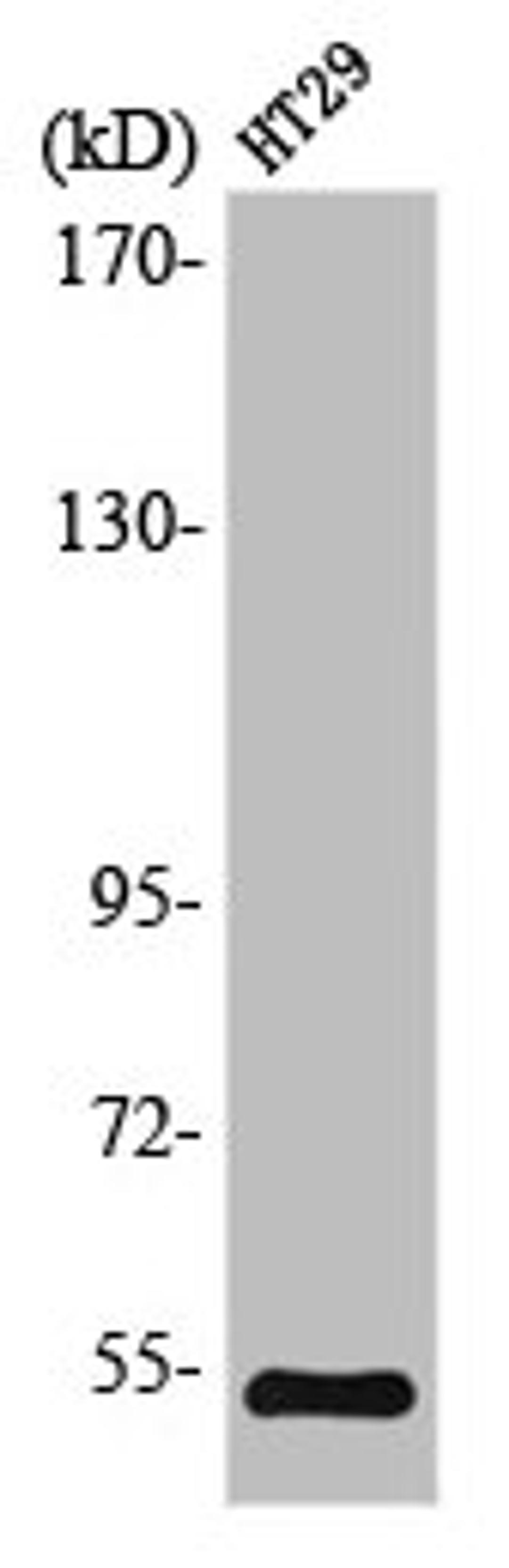 Western Blot analysis of HT29 cells using LKB1 Polyclonal Antibody