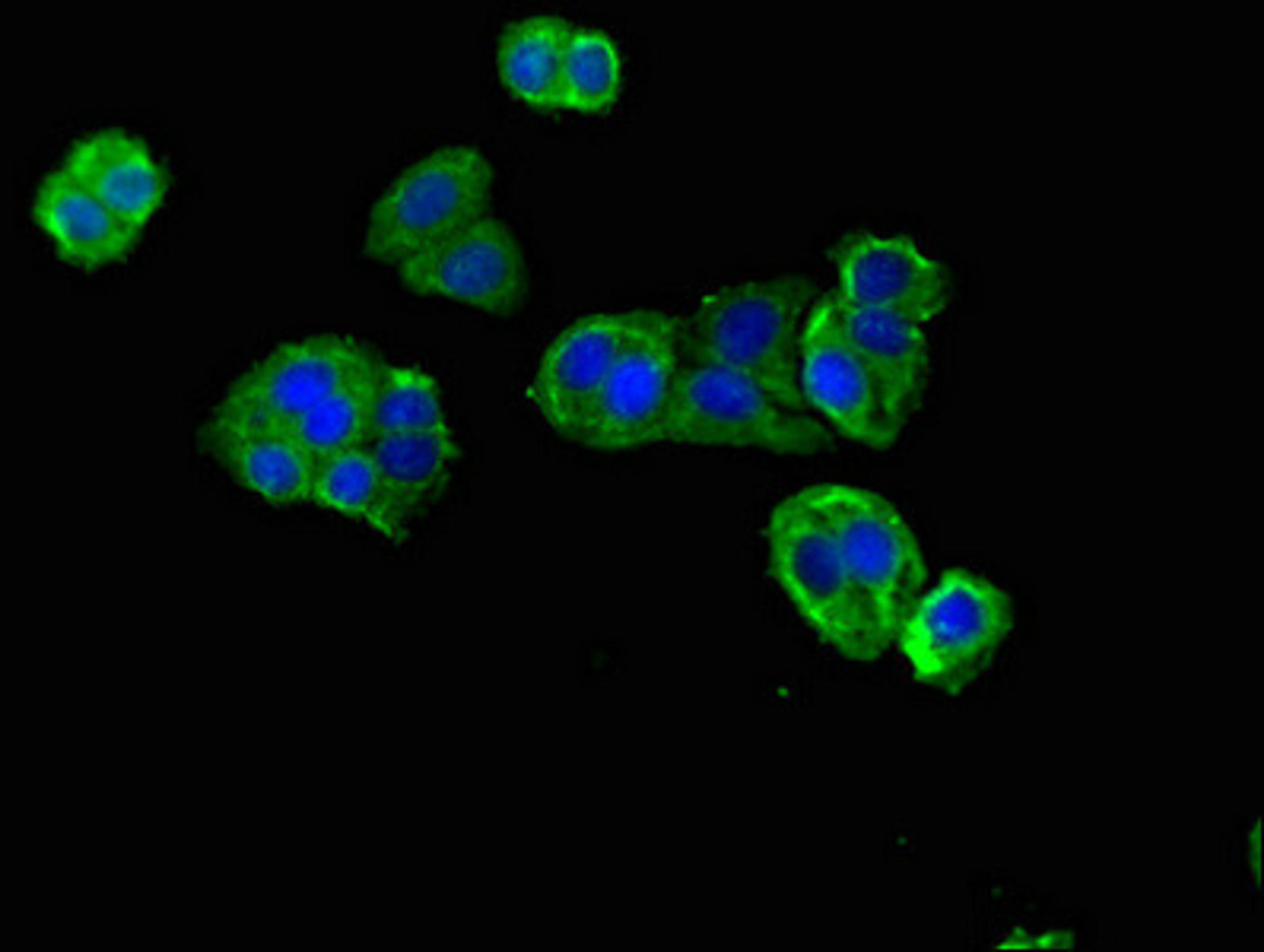 Immunofluorescent analysis of HepG2 cells using CSB-PA747792LA01HU at dilution of 1:100 and Alexa Fluor 488-congugated AffiniPure Goat Anti-Rabbit IgG(H+L)