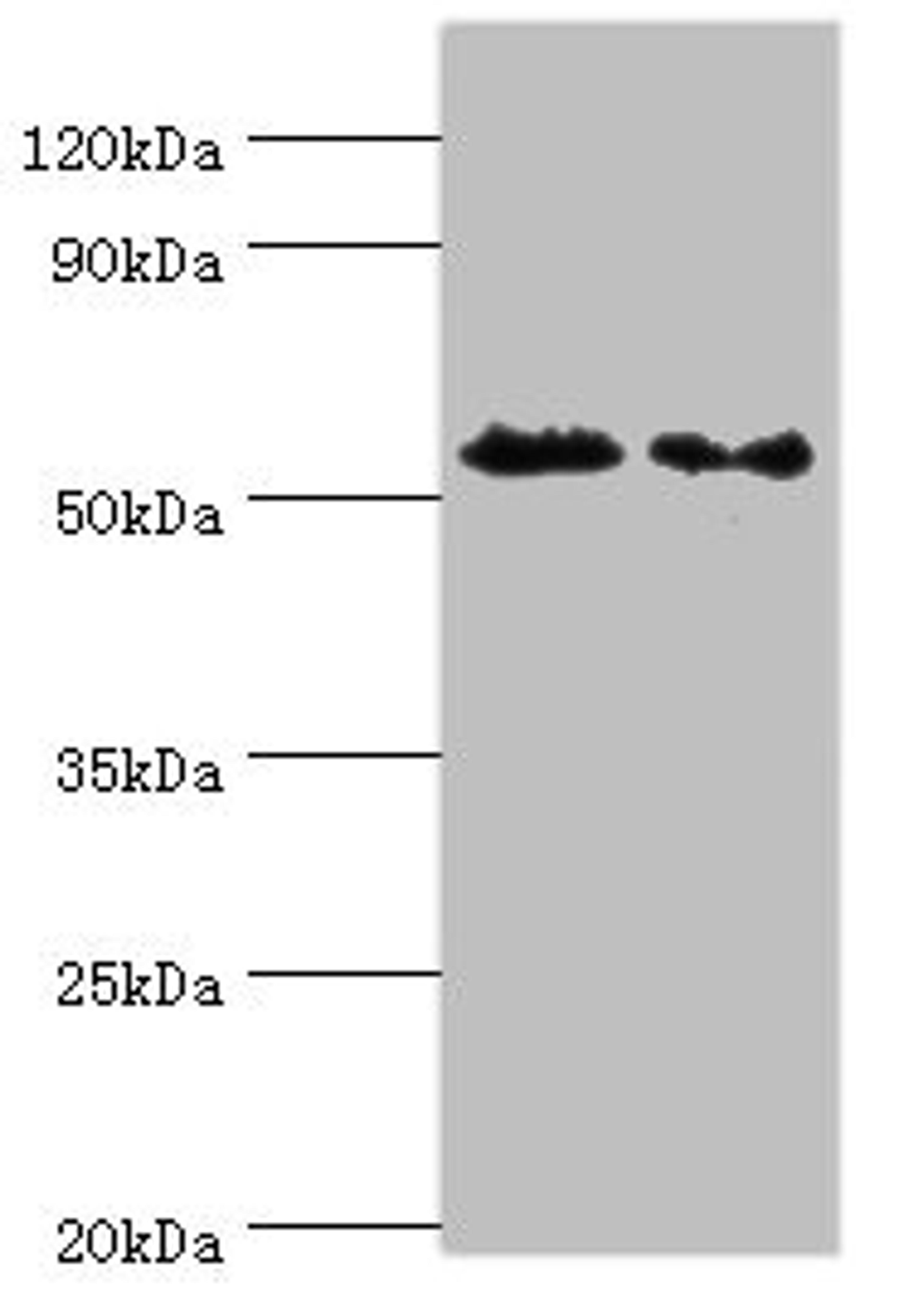 Western blot. All lanes: ATG4C antibody at 9ug/ml. Lane 1: Mouse lung tissue. Lane 2: HepG2 whole cell lysate. Secondary. Goat polyclonal to rabbit IgG at 1/10000 dilution. Predicted band size: 52 kDa. Observed band size: 52 kDa.