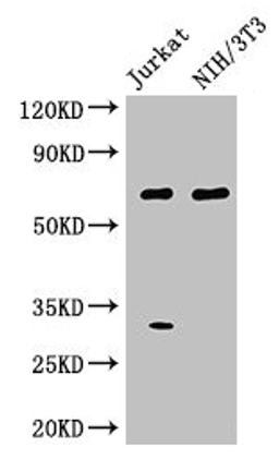Western Blot. Positive WB detected in: Jurkat whole cell lysate, NIH/3T3 whole cell lysate. All lanes: FANCC antibody at 3µg/ml. Secondary. Goat polyclonal to rabbit IgG at 1/50000 dilution. Predicted band size: 64 kDa. Observed band size: 64 kDa