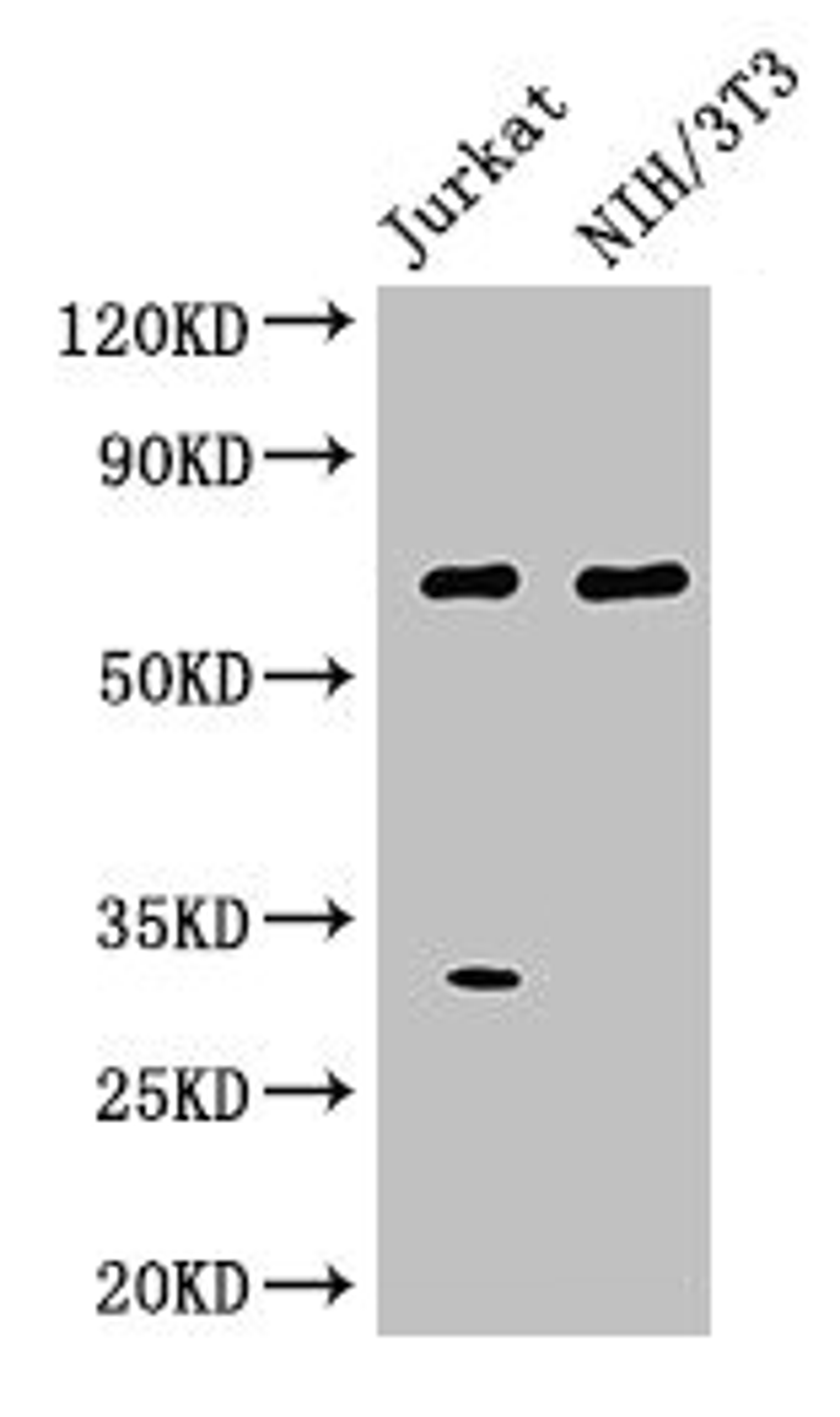 Western Blot. Positive WB detected in: Jurkat whole cell lysate, NIH/3T3 whole cell lysate. All lanes: FANCC antibody at 3µg/ml. Secondary. Goat polyclonal to rabbit IgG at 1/50000 dilution. Predicted band size: 64 kDa. Observed band size: 64 kDa