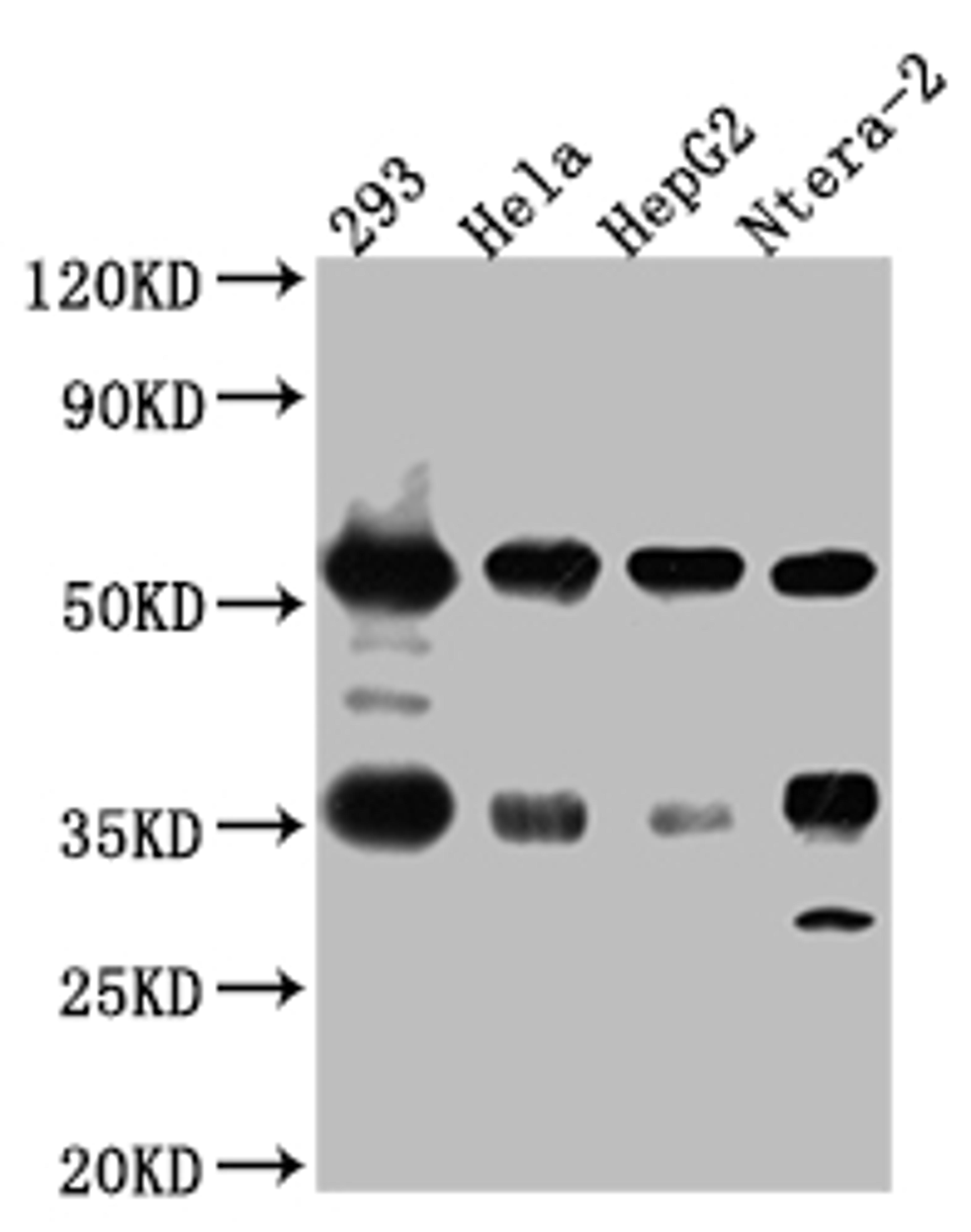 Western Blot. Positive WB detected in: 293 whole cell lysate, Hela whole cell lysate, HepG2 whole cell lysate, Ntera-2 whole cell lysate. All lanes: NONO Antibody at 1:1000. Secondary. Goat polyclonal to rabbit IgG at 1/50000 dilution. Predicted band size: 55, 44 kDa. Observed band size: 55 kDa.