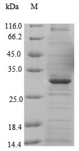 (Tris-Glycine gel) Discontinuous SDS-PAGE (reduced) with 5% enrichment gel and 15% separation gel.