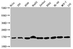 Western Blot. Positive WB detected in: Hela whole cell lysate, 293 whole cell lysate, A549 whole cell lysate, HepG2 whole cell lysate, Jurkat whole cell lysate, K562 whole cell lysate, HL60 whole cell lysate, MCF-7 whole cell lysate, LO2 whole cell lysate. All lanes: HIST1H3A antibody at 1:500. Secondary. Goat polyclonal to rabbit IgG at 1/40000 dilution. Predicted band size: 16 kDa. Observed band size: 16 kDa