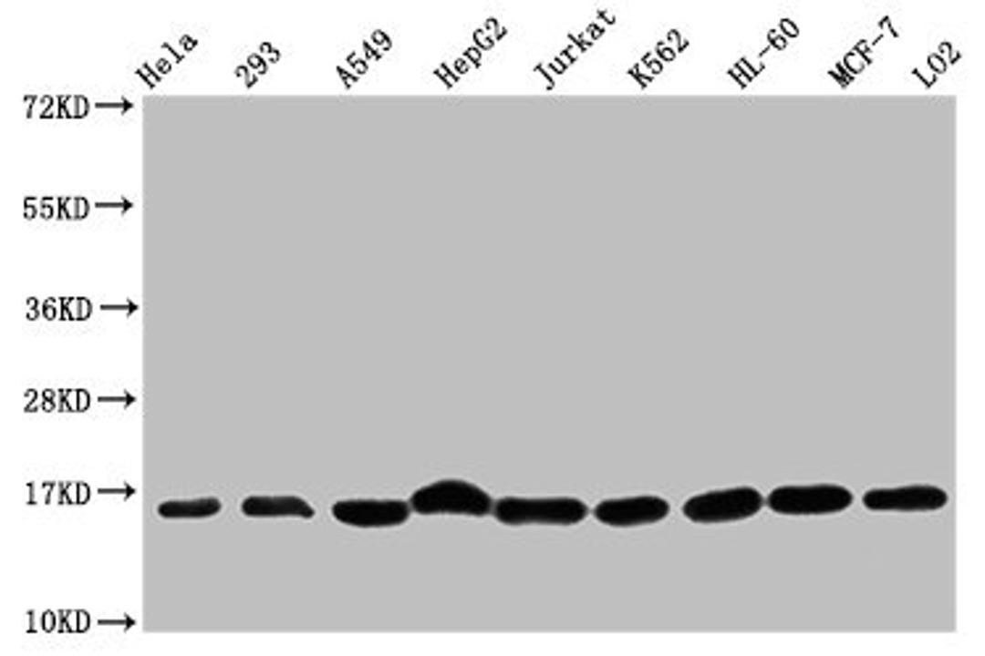 Western Blot. Positive WB detected in: Hela whole cell lysate, 293 whole cell lysate, A549 whole cell lysate, HepG2 whole cell lysate, Jurkat whole cell lysate, K562 whole cell lysate, HL60 whole cell lysate, MCF-7 whole cell lysate, LO2 whole cell lysate. All lanes: HIST1H3A antibody at 1:500. Secondary. Goat polyclonal to rabbit IgG at 1/40000 dilution. Predicted band size: 16 kDa. Observed band size: 16 kDa
