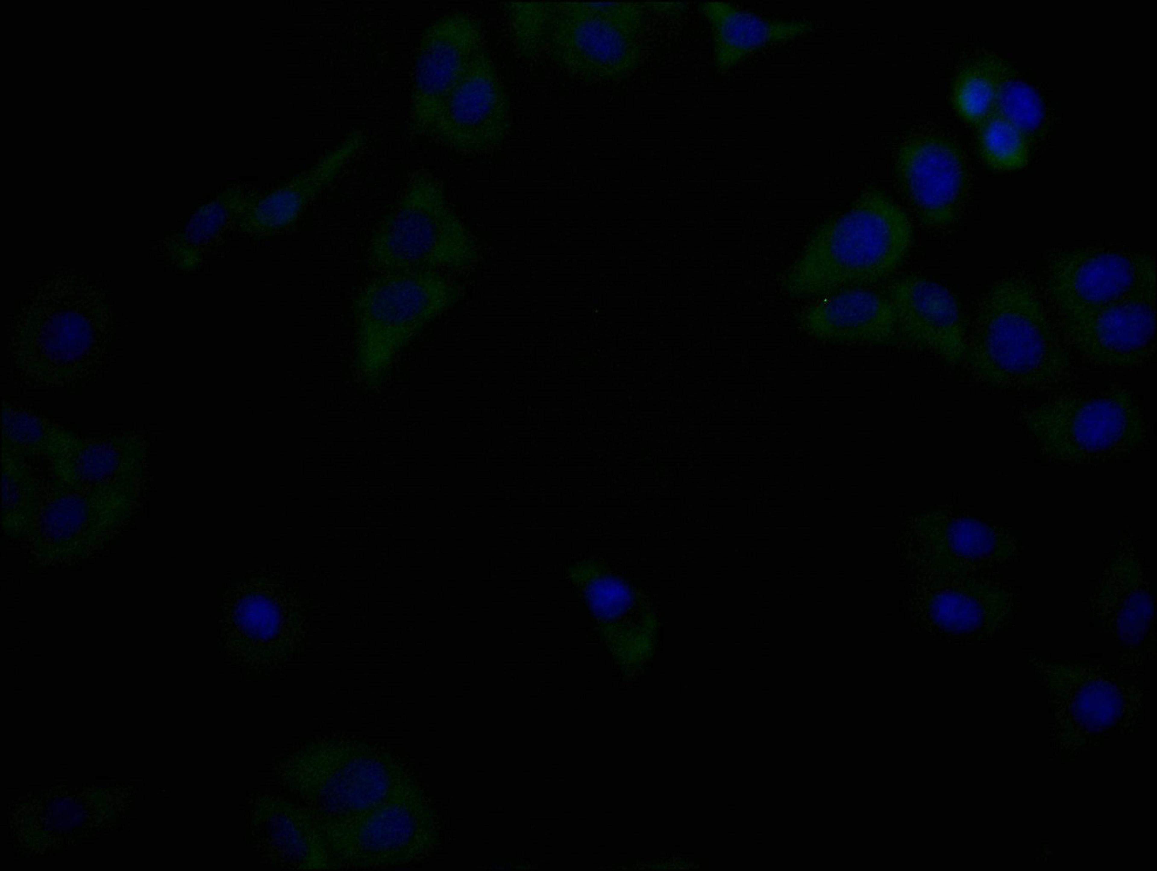 Immunofluorescence staining of Hela cells with(CSB-MA816871A0m)at 1:90, counter-stained with DAPI. The cells were fixed in 4% formaldehyde, permeabilized using 0.2% Triton X-100 and blocked in 10% normal Goat Serum. The cells were then incubated with the antibody overnight at 4°C. Nuclear DNA was labeled in blue with DAPI. The secondary antibody was FITC-conjugated AffiniPure Goat Anti-Mouse IgG (H+L).