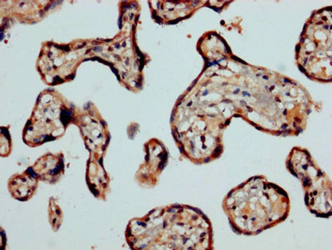 IHC image of CSB-PA004547LA01HU diluted at 1:1200 and staining in paraffin-embedded human placenta tissue performed on a Leica BondTM system. After dewaxing and hydration, antigen retrieval was mediated by high pressure in a citrate buffer (pH 6.0). Section was blocked with 10% normal goat serum 30min at RT. Then primary antibody (1% BSA) was incubated at 4&deg;C overnight. The primary is detected by a biotinylated secondary antibody and visualized using an HRP conjugated SP system.