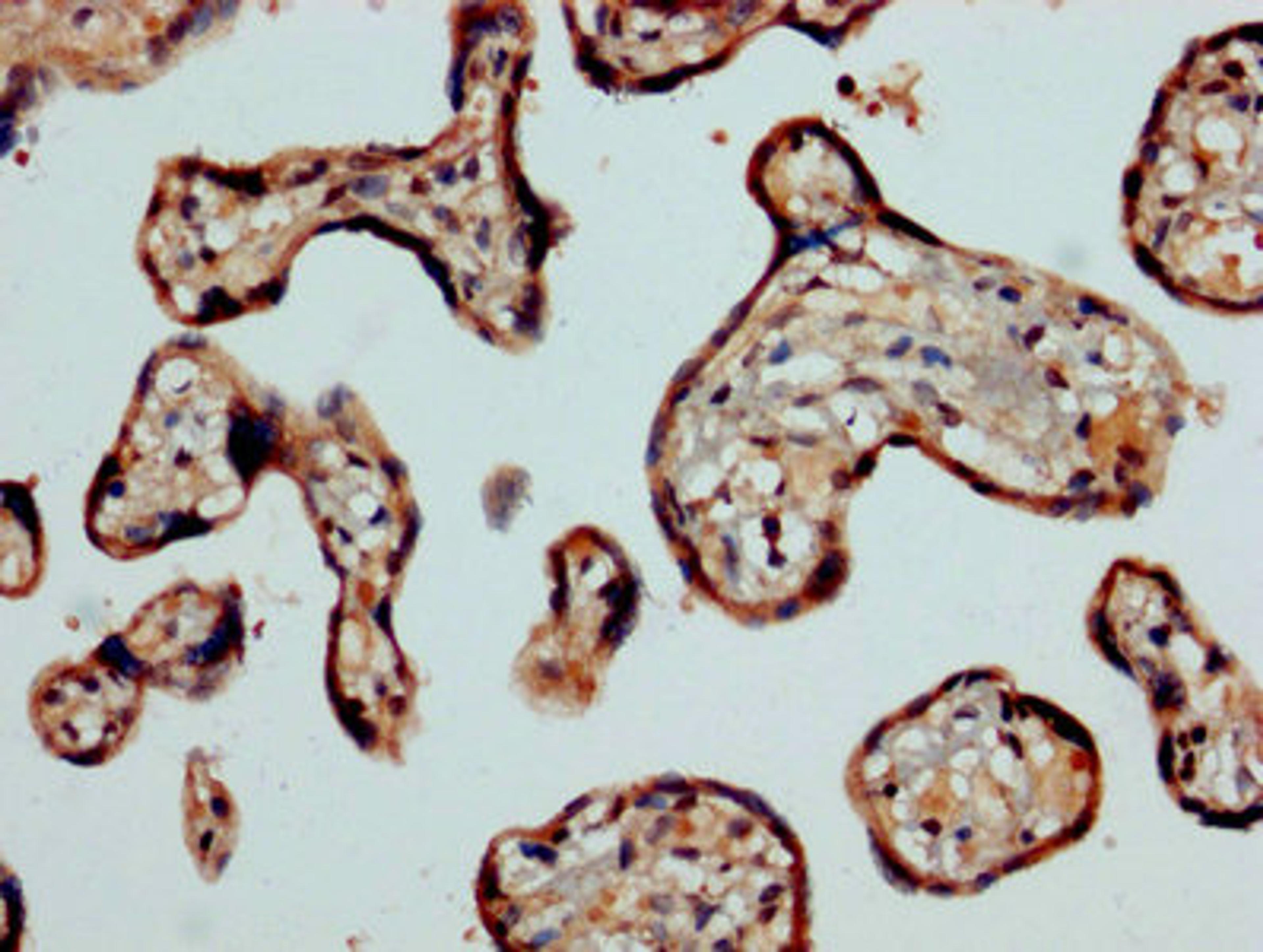 IHC image of CSB-PA004547LA01HU diluted at 1:1200 and staining in paraffin-embedded human placenta tissue performed on a Leica BondTM system. After dewaxing and hydration, antigen retrieval was mediated by high pressure in a citrate buffer (pH 6.0). Section was blocked with 10% normal goat serum 30min at RT. Then primary antibody (1% BSA) was incubated at 4&deg;C overnight. The primary is detected by a biotinylated secondary antibody and visualized using an HRP conjugated SP system.