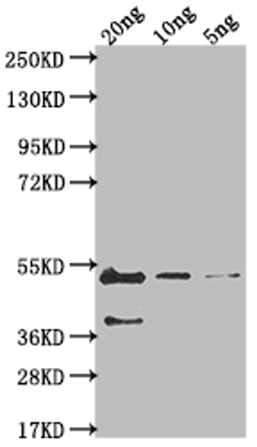 Western Blot. Positive WB detected in Recombinant protein. All lanes: gB antibody at 1:2000. Secondary. Goat polyclonal to rabbit IgG at 1/50000 dilution. Predicted band size: 43.3 kDa. Observed band size: 46 kDa. 