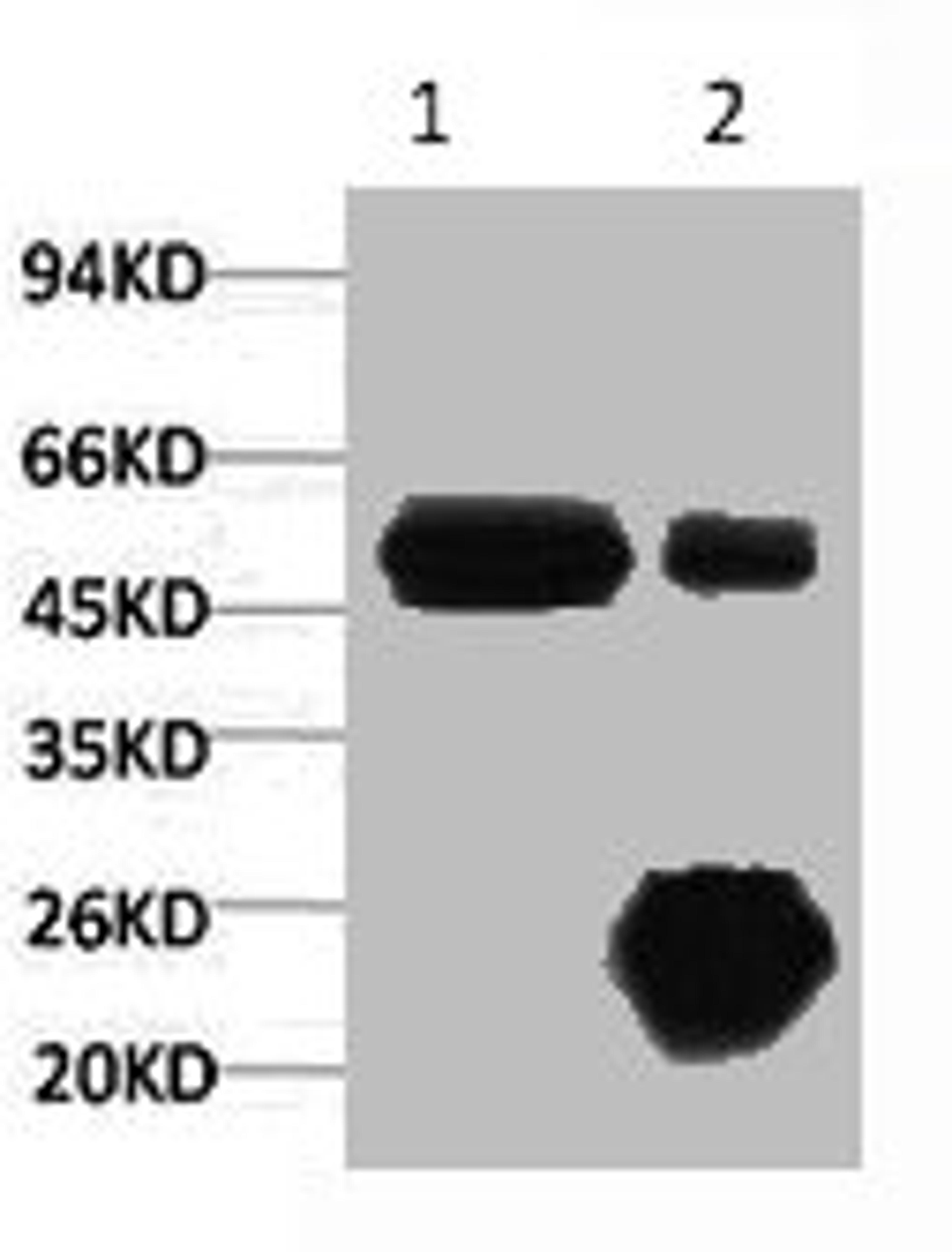 1) Input: Hela Cell Lysate  2) IP product: IP dilute 1:200