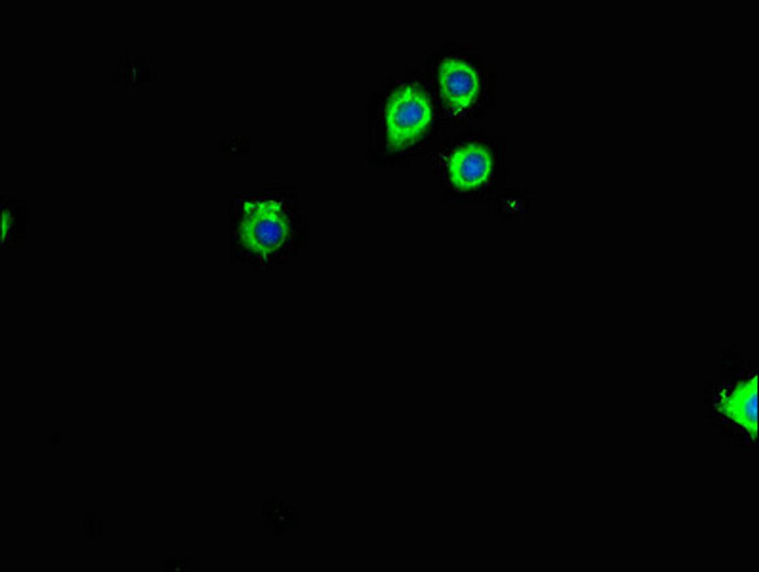 Immunofluorescent analysis of HepG2 cells using CSB-PA020207LA01HU at dilution of 1:100 and Alexa Fluor 488-congugated AffiniPure Goat Anti-Rabbit IgG(H+L)