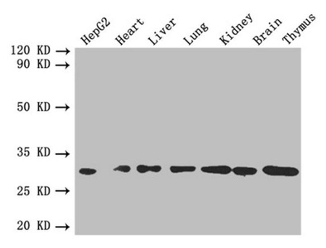 Western blot. All lanes: FGF2 antibody at 4µg/ml. Lane 1: HepG2 whole cell lysate. Lane 2: Mouse heart tissue. Lane 3: Mouse liver tissue. Lane 4: Mouse lung tissue. Lane 5: Mouse kidney tissue. Lane 6: Mouse brain tissue. Lane 7: Mouse thymus tissue. Secondary. Goat polyclonal to rabbit IgG at 1/10000 dilution. Predicted band size: 31, 23, 18, 22 kDa. Observed band size: 31 kDa