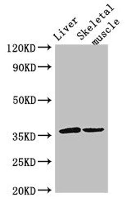 Western Blot. Positive WB detected in: Mouse liver tissue, Mouse skeletal muscle tissue. All lanes: LYVE1 antibody at 3µg/ml. Secondary. Goat polyclonal to rabbit IgG at 1/50000 dilution. Predicted band size: 36 kDa. Observed band size: 36 kDa