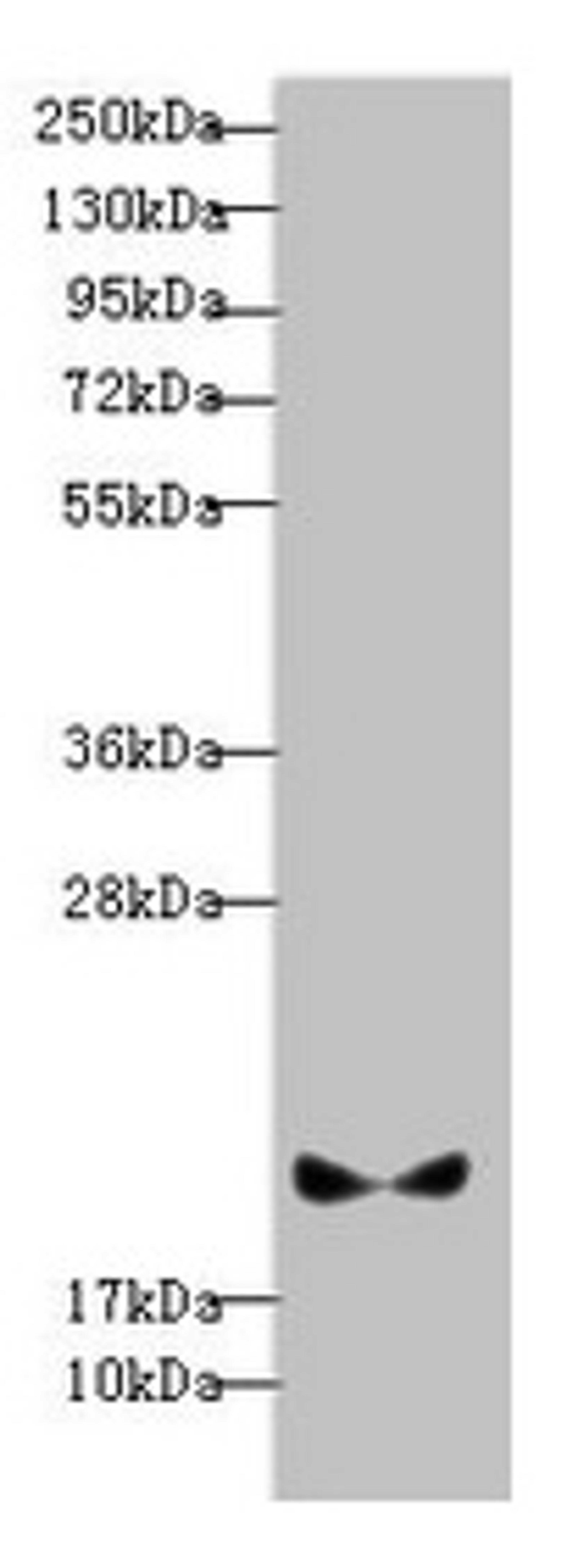 Western blot. All lanes: BLOC1S6 antibody at 3.13µg/ml + A431 whole cell lysate. Secondary. Goat polyclonal to rabbit IgG at 1/10000 dilution. Predicted band size: 20, 9 kDa. Observed band size: 20 kDa