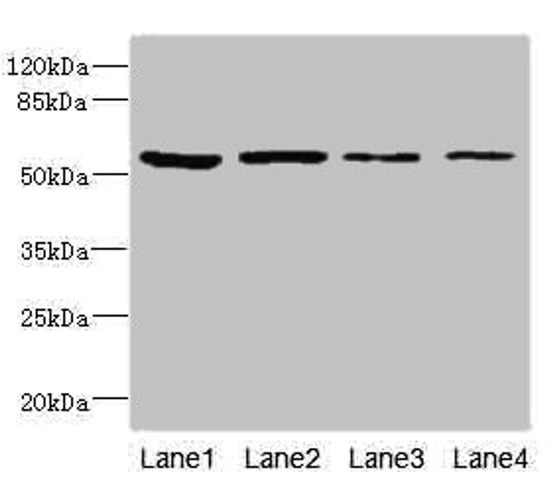 Western blot. All lanes: EDIL3 antibody at 3.09µg/ml. Lane 1: 293T whole cell lysate. Lane 2: Hela whole cell lysate. Lane 3: HepG2 whole cell lysate. Lane 4: K562 whole cell lysate. Secondary. Goat polyclonal to rabbit IgG at 1/10000 dilution. Predicted band size: 54, 53 kDa. Observed band size: 54 kDa